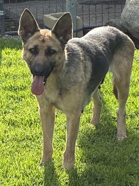 POOKIE, an adoptable German Shepherd Dog in San Bernardino, CA