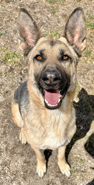picture of the dog needing adoption
