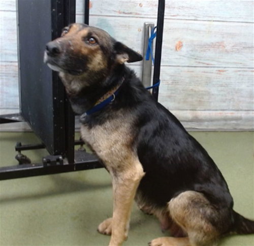 picture of the dog needing adoption