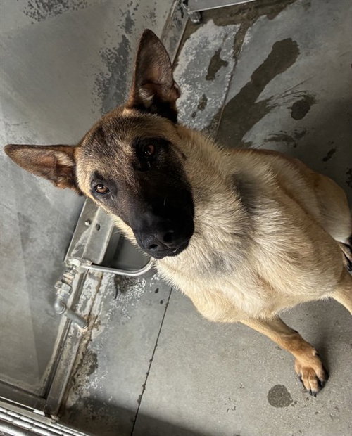 picture of the dog needing adoption
