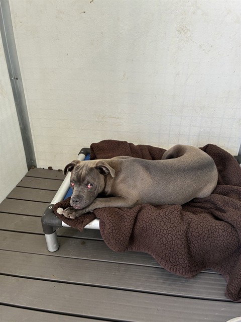 picture of the dog needing adoption