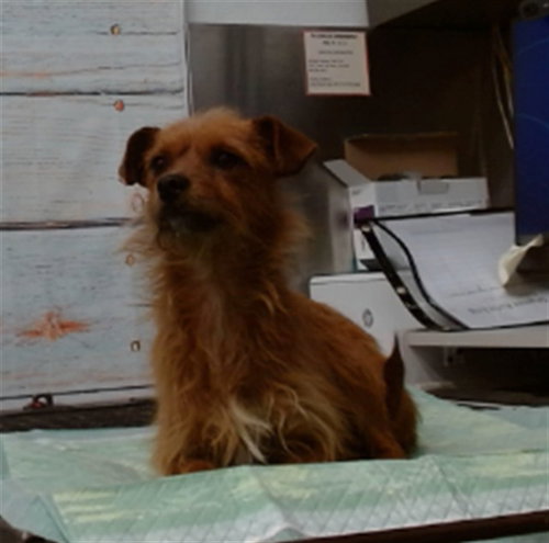 picture of the dog needing adoption