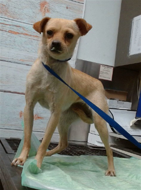 picture of the dog needing adoption
