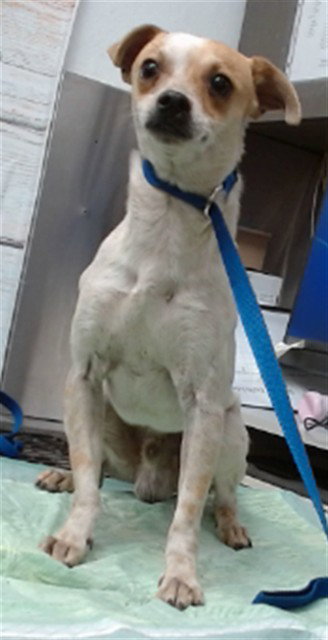 picture of the dog needing adoption