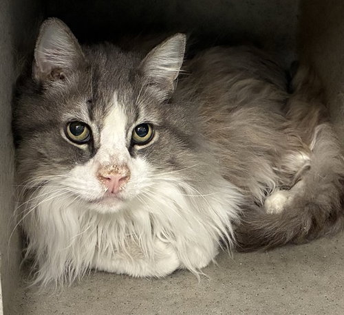 picture of the cat needing adoption