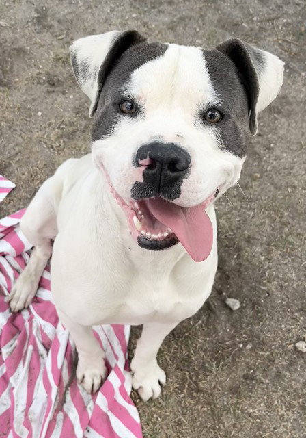 picture of the dog needing adoption