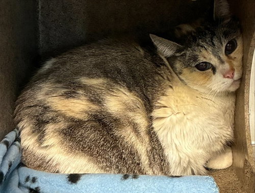 WRAGGS, Adult Domestic Short Hair (medium coat), cat for adoption in Montclair, California