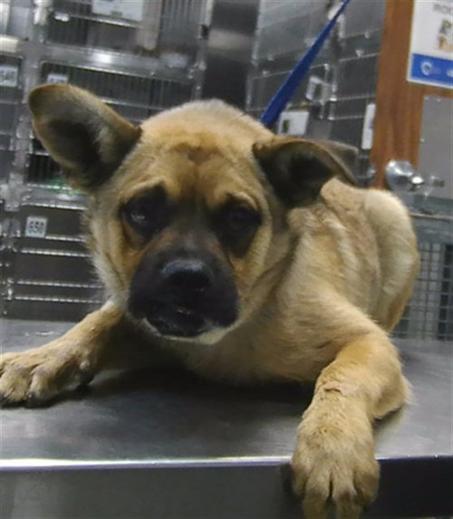 picture of the dog needing adoption