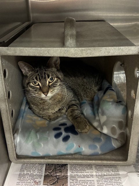 picture of the cat needing adoption