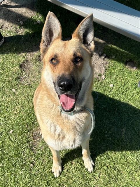 LACY, an adoptable German Shepherd Dog in San Bernardino, CA