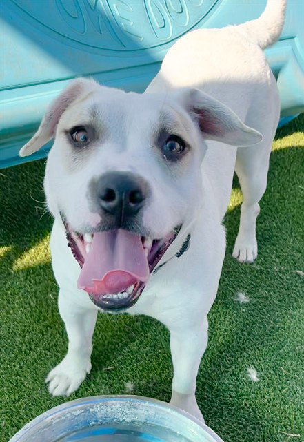 SITKA, an adoptable Pit Bull Terrier in San Bernardino, CA