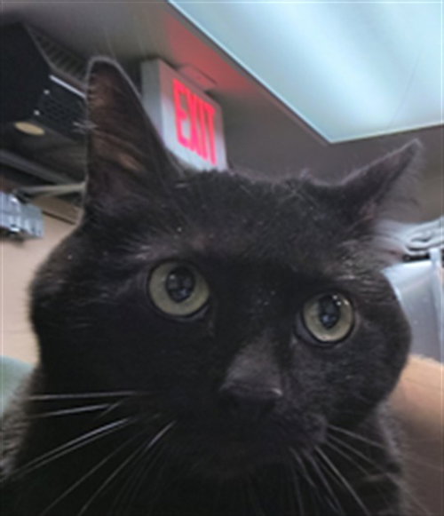TRIXIE, Adult Domestic Short Hair (medium coat), cat for adoption in Montclair, California