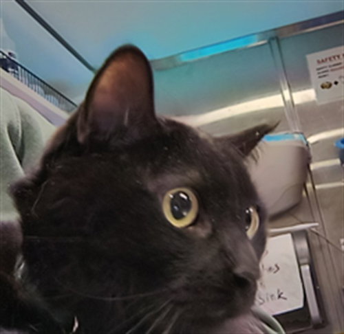 ROCKY, Adult Domestic Short Hair (medium coat), cat for adoption in Montclair, California