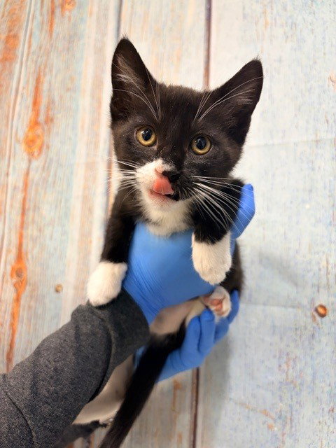 SONIC, Baby Domestic Medium Hair (medium coat), cat for adoption in Montclair, California