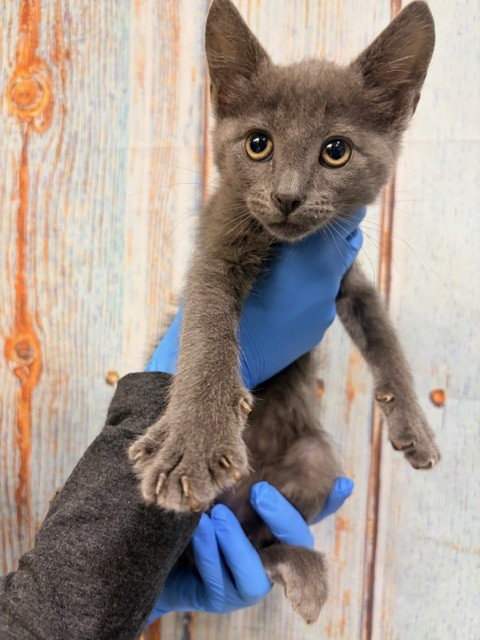 TAILS, Baby Domestic Medium Hair (medium coat), cat for adoption in Montclair, California