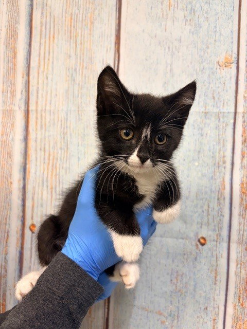 BLAZE, Baby Domestic Medium Hair (medium coat), cat for adoption in Montclair, California