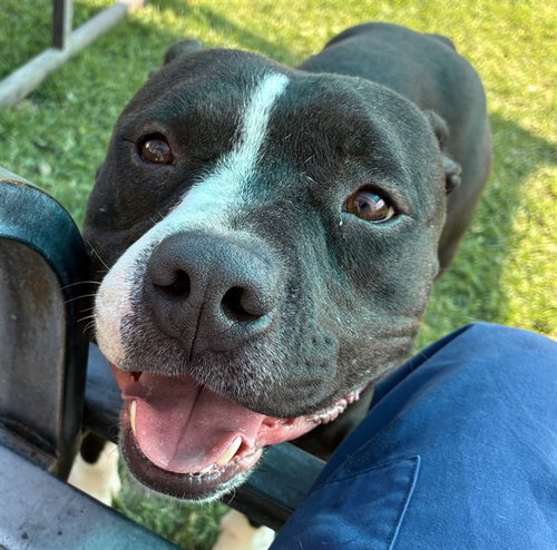 SCAREDY TOT, an adoptable Pit Bull Terrier in San Bernardino, CA