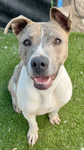 SOFIA, an adoptable Pit Bull Terrier in San Bernardino, CA