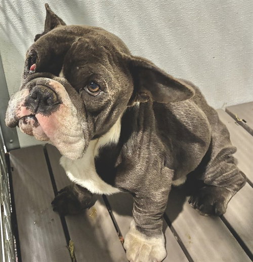 MED WAIVER SPORTY, an adoptable French Bulldog in San Bernardino, CA