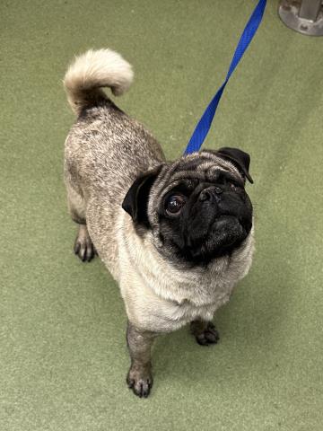 MED WAIVER LISHA, an adoptable Pug in San Bernardino, CA