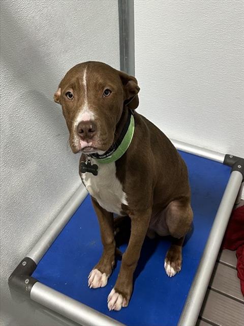 YOGI, an adoptable Pit Bull Terrier in San Bernardino, CA