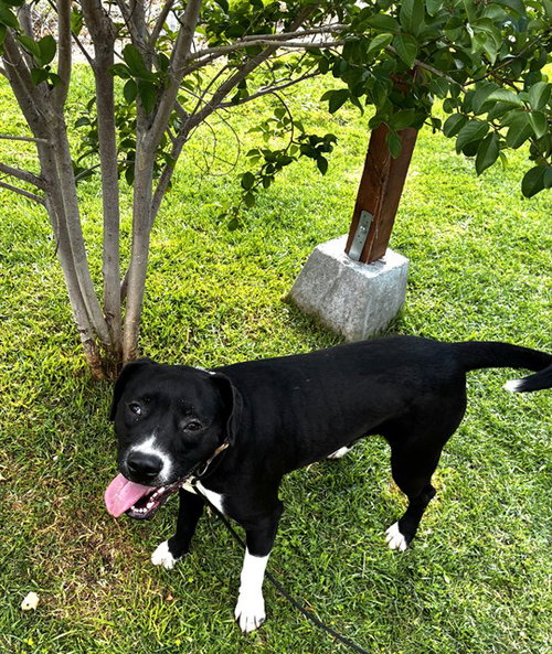 MAUI, an adoptable Pit Bull Terrier in San Bernardino, CA