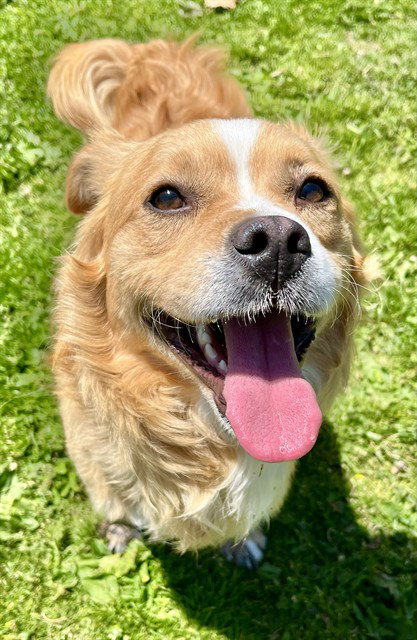 TRAMPER, an adoptable Terrier in San Bernardino, CA