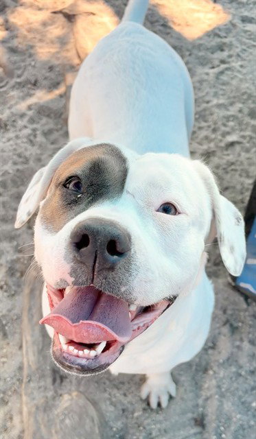 MIRA, an adoptable Pit Bull Terrier in San Bernardino, CA
