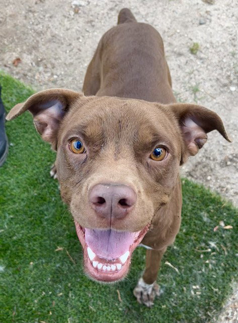FOSHA, an adoptable Boxer in San Bernardino, CA