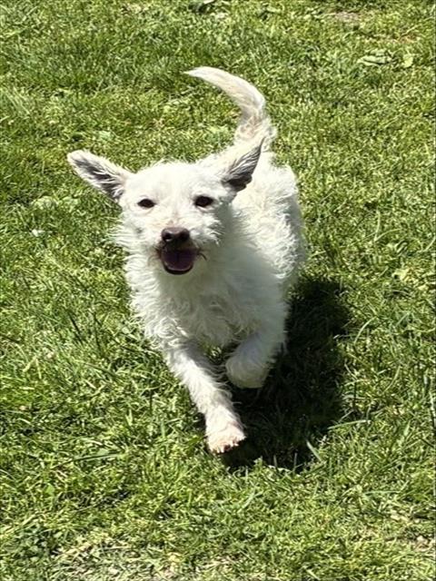SHERIFF, an adoptable Chihuahua in San Bernardino, CA