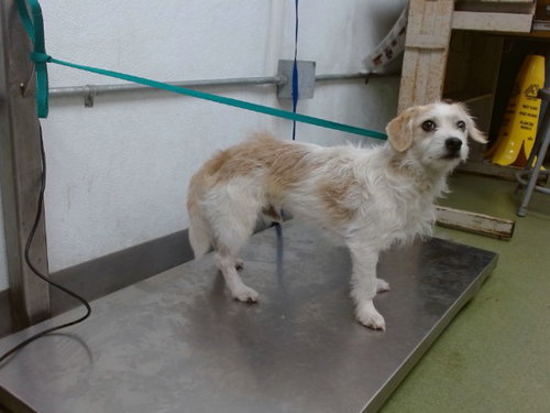 APOLLO, an adoptable Chihuahua in San Bernardino, CA