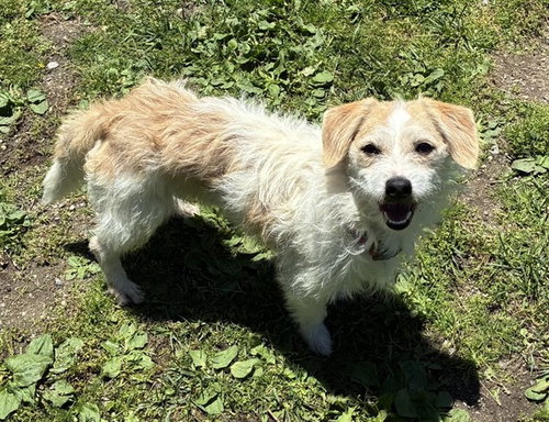 APOLLO, an adoptable Chihuahua in San Bernardino, CA