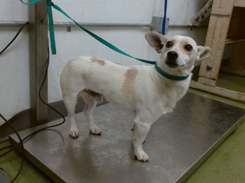 MARSHALL, an adoptable Chihuahua in San Bernardino, CA