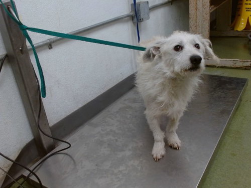 MISSILE, an adoptable Chihuahua in San Bernardino, CA