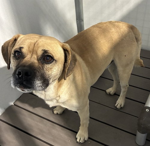 MED WAIVER BUGZY, an adoptable Pug in San Bernardino, CA