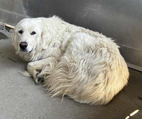 LILAC, an adoptable Great Pyrenees in San Bernardino, CA