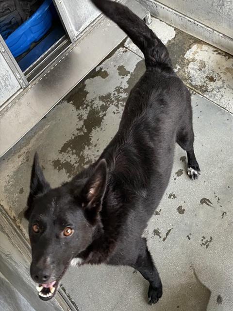 MED WAIVER MAMA CASSIE, an adoptable Australian Cattle Dog in San Bernardino, CA