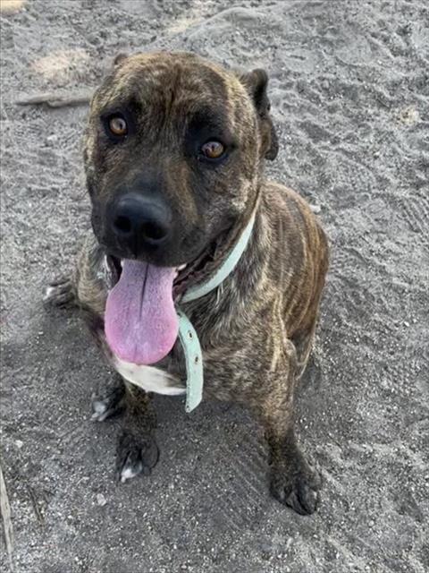 BRICK, an adoptable Pit Bull Terrier in San Bernardino, CA