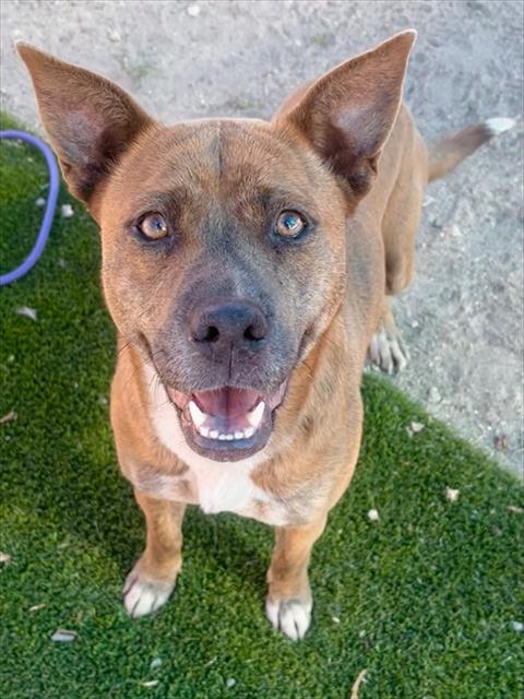 MOSSY, an adoptable Pit Bull Terrier in San Bernardino, CA
