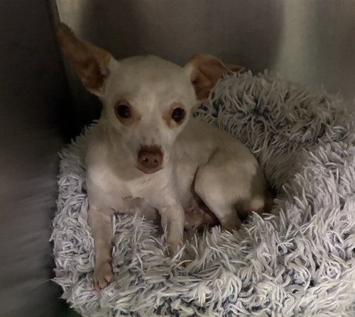 MED WAIVER POTTER, an adoptable Chihuahua in San Bernardino, CA