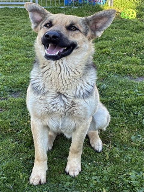 ANGELO, an adoptable German Shepherd Dog in San Bernardino, CA