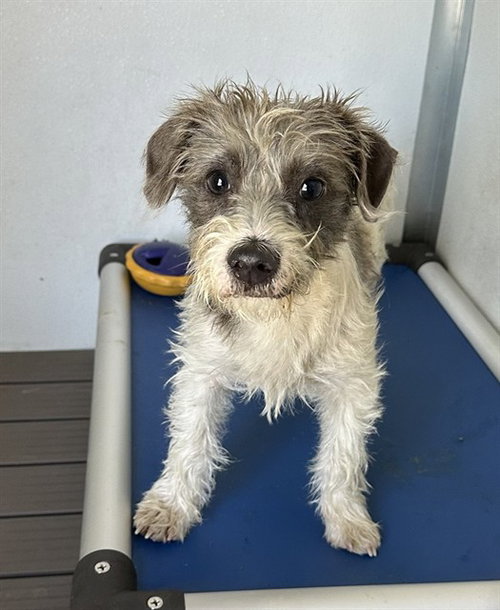MED WAIVER PILOT, an adoptable Terrier in San Bernardino, CA