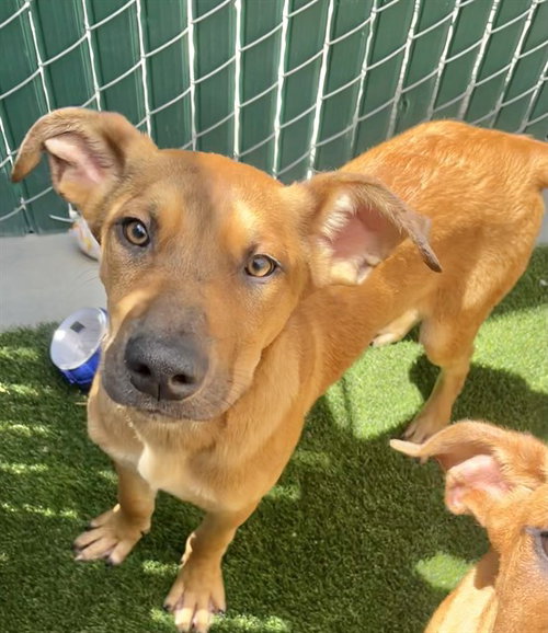 DOM, an adoptable German Shepherd Dog in San Bernardino, CA