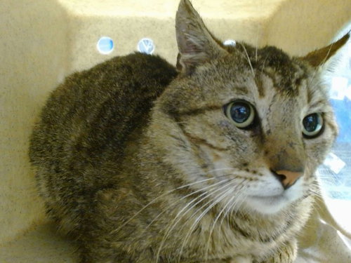 MED WAIVER HEATH, an adoptable Domestic Short Hair in San Bernardino, CA