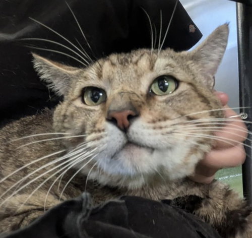 HEATH, Adult Domestic Short Hair (medium coat), cat for adoption in Upland, California