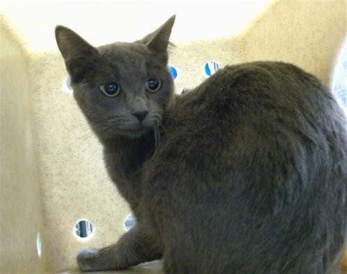 MED WAVIER TWILIGHT, an adoptable Domestic Short Hair in San Bernardino, CA