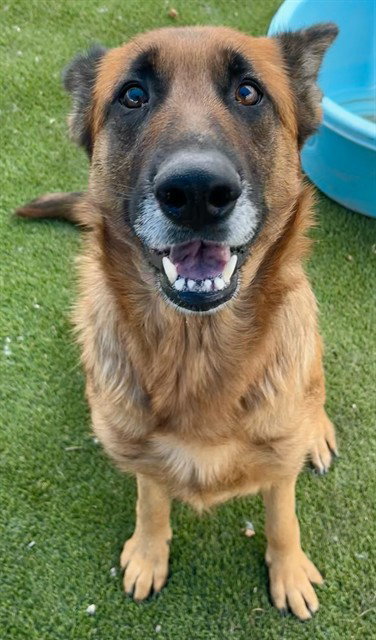 LENA, an adoptable German Shepherd Dog in San Bernardino, CA