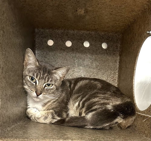 RITA, Young Domestic Short Hair (medium coat), cat for adoption in Beaumont, California