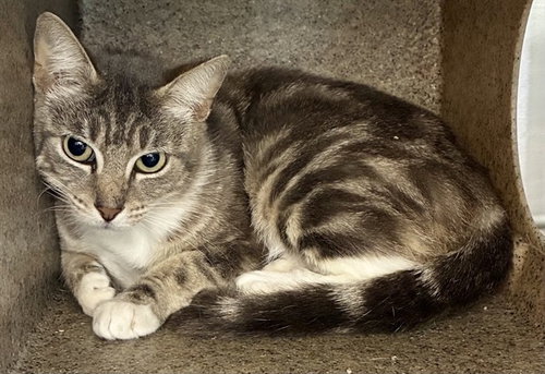 RITA, Young Domestic Short Hair (medium coat), cat for adoption in Rialto, California