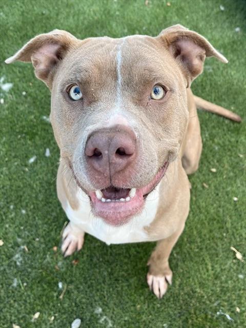 BEIGNET, an adoptable Pit Bull Terrier in San Bernardino, CA